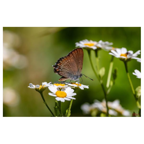 PHOTO84, CLUB, 84 , LUBERON